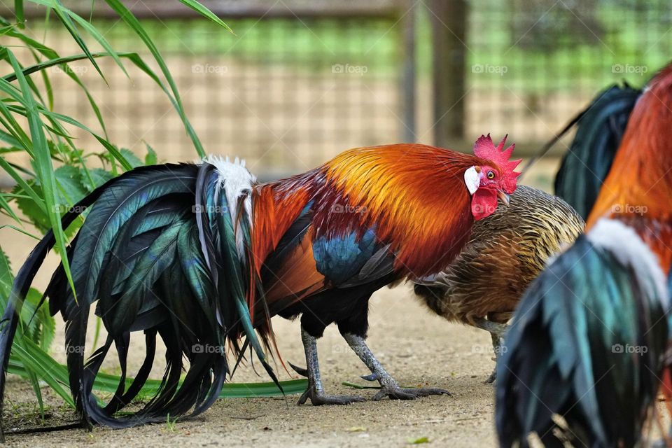 the prettiest rooster on the farm