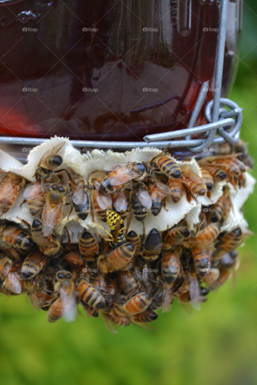 Pollinators gathering food before winter. One of these things is not like the other. ;)