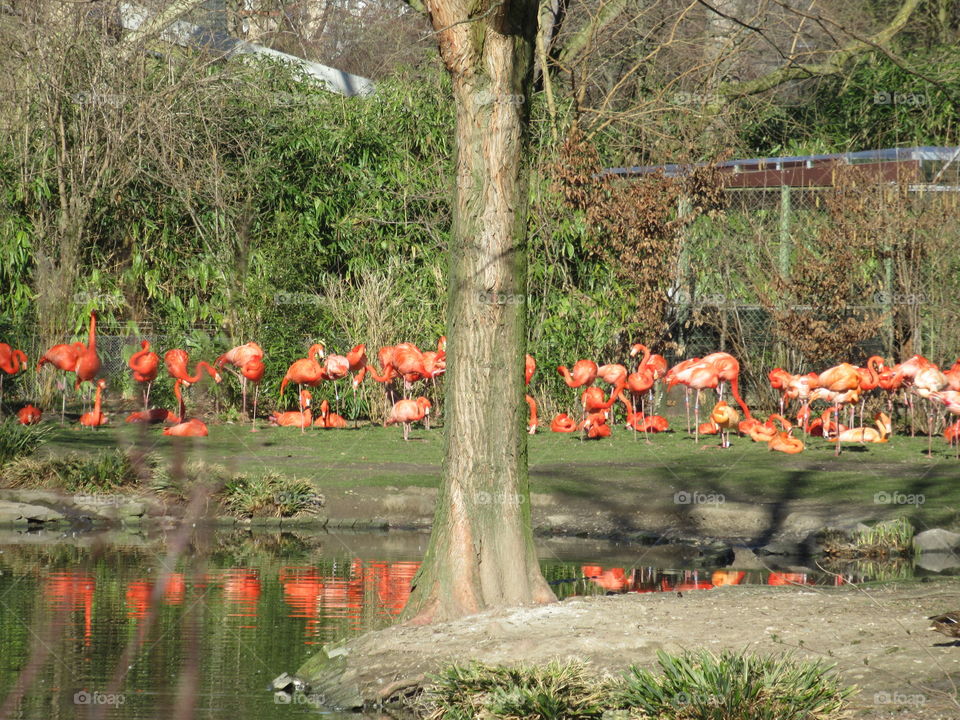 Flamingingos with their reflection in the lake  (cologne zoo germany)