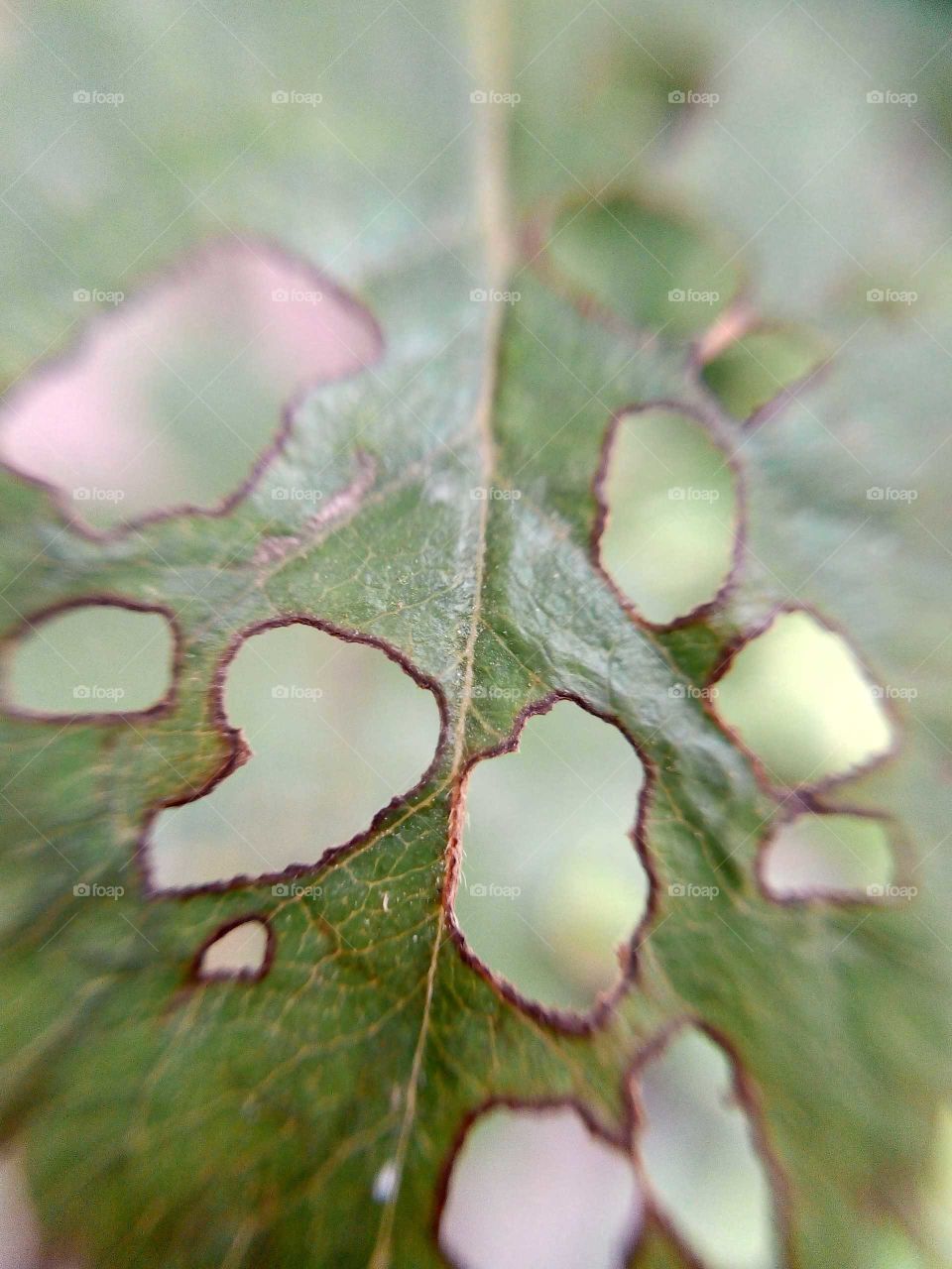 Infected leaf of rose plant