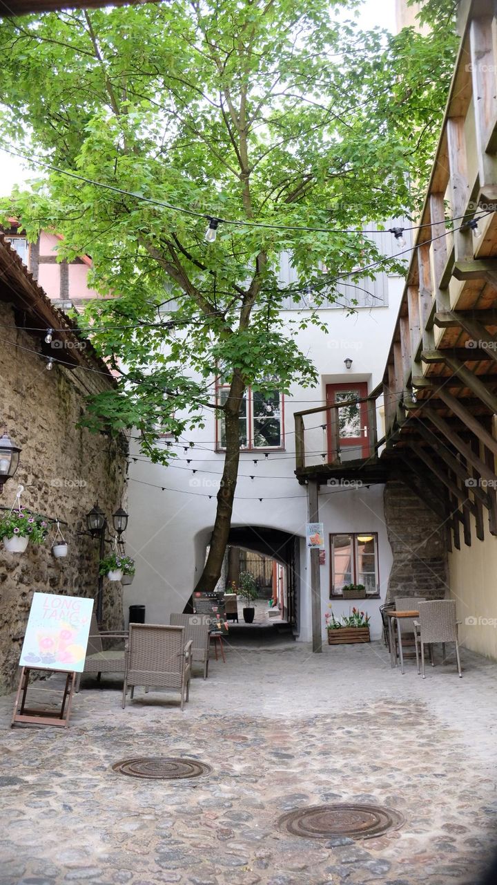 tree between buildings, healthy urban life