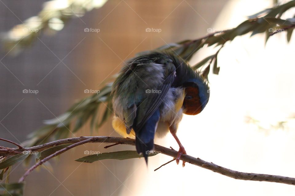 A gouldian finch, preening it’s belly feathers under the heat of the sunlight