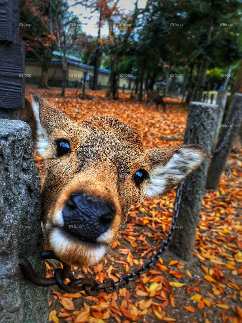 A free roaming, wildlife Nara deer looking at you in the focal shot during Autumn in Nara, Honshu, Japan.