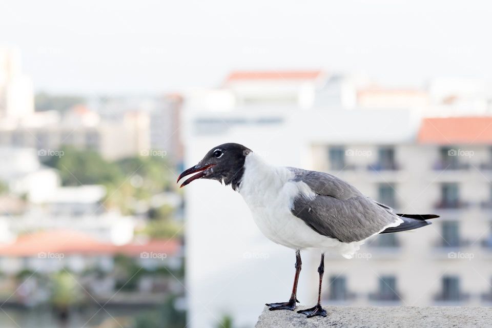 Closeup of seagull bird high up on the balcony in the city, urban buildings in the background 