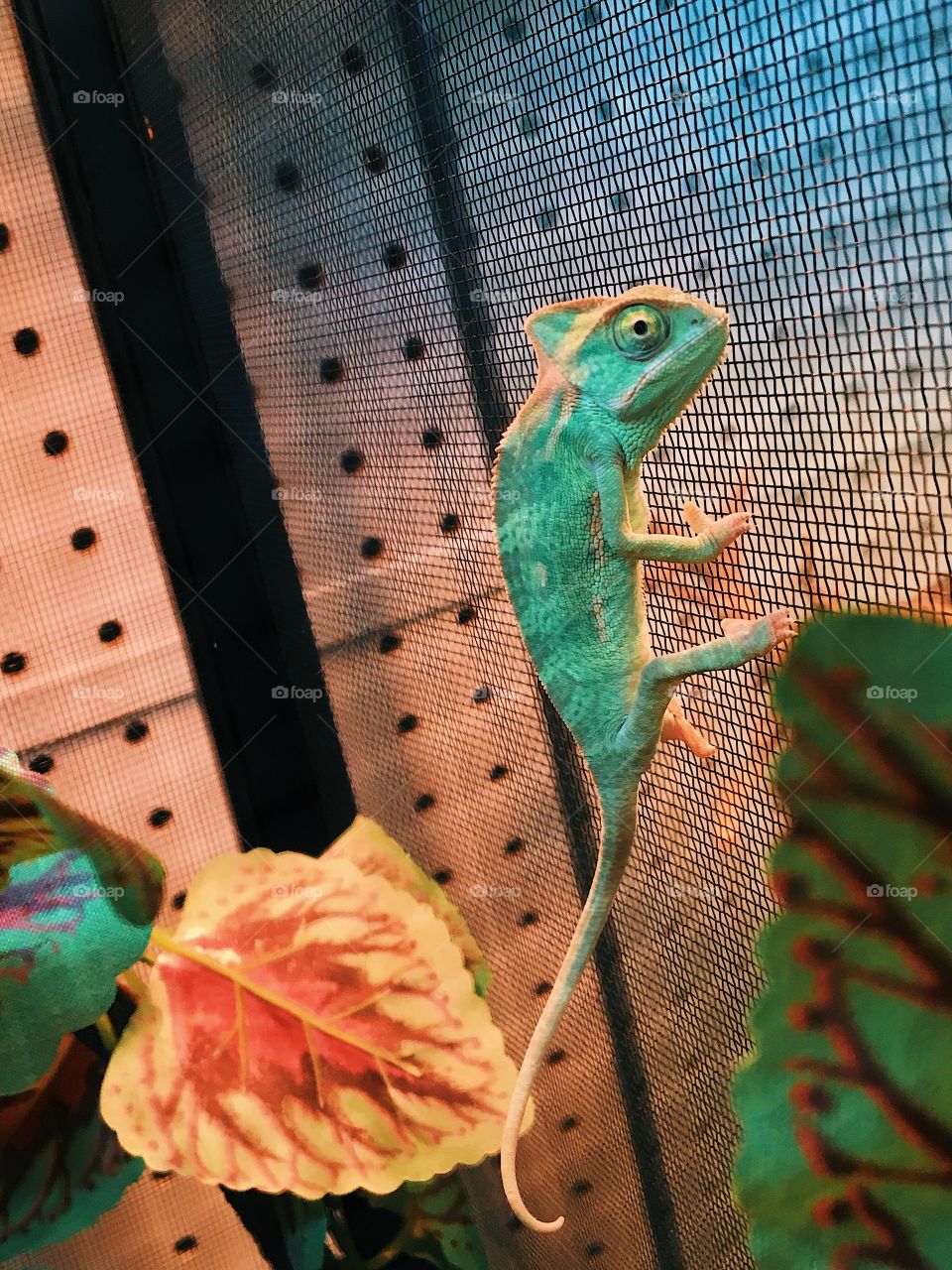 Chameleon 