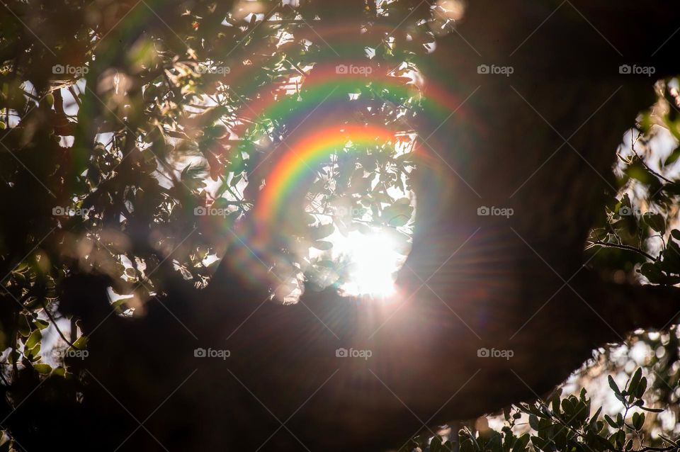  The sunlight pierces through the leaves and branches of the trees in the forest 