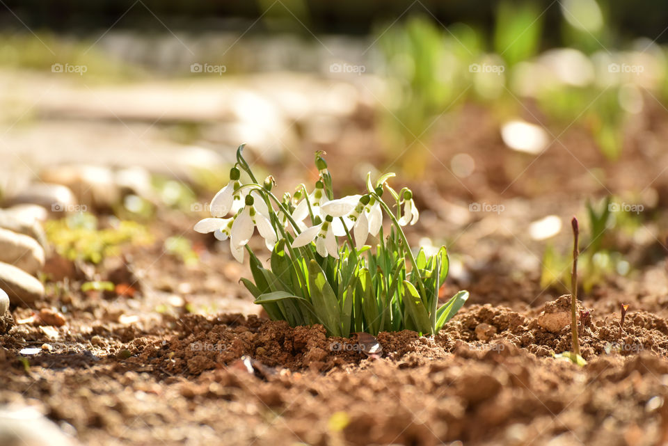 Snowdrops with blured background