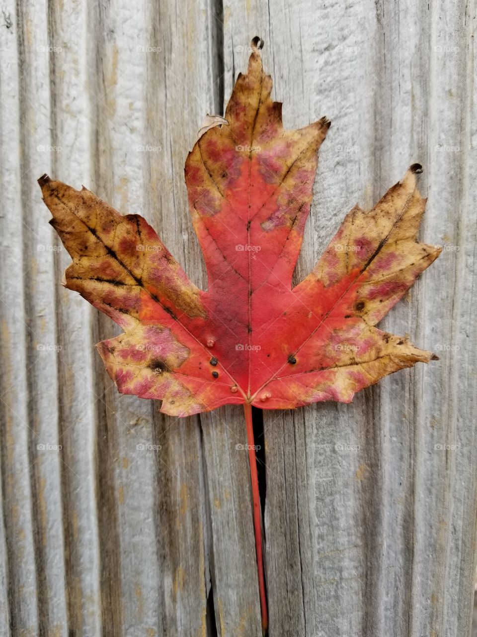 fall leaf with wood background