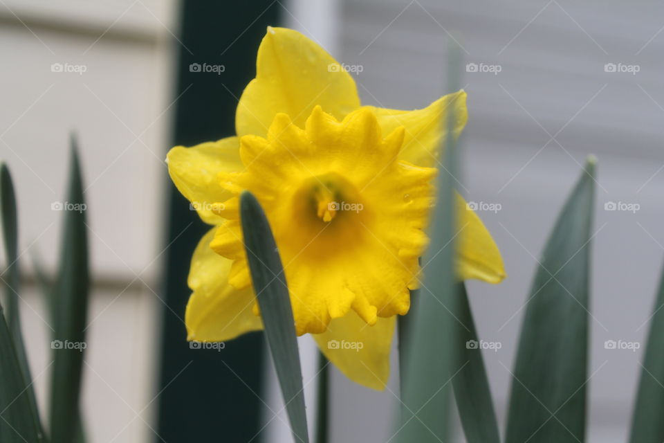 daffodil