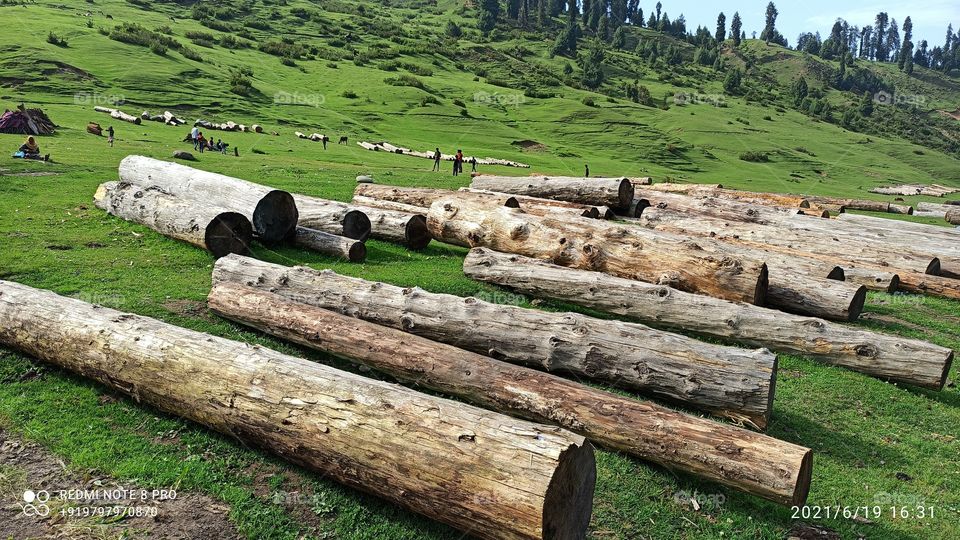 Wooden logs  collected at Sales Depo in Keller area in District Shopian.....