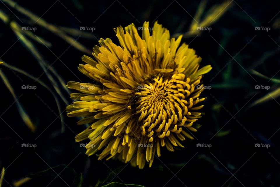 dandelion in the sun