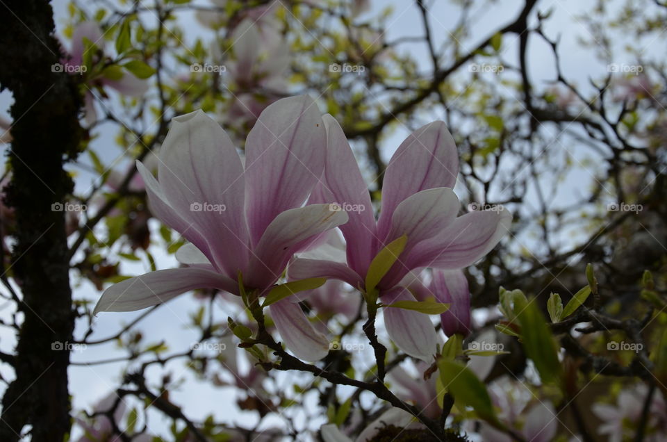 beautiful flower magnolia in the tree