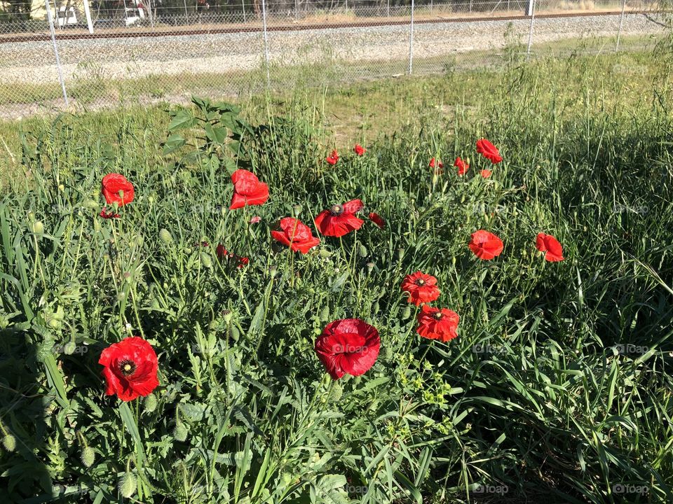 Red Poppies in the long green shrub