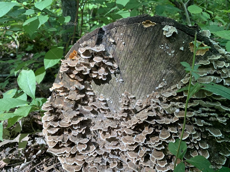 A shout out to your local fungus! This one is called the False Turkey Tail. It’s pretty cool! 