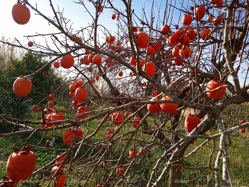 A tree plenty of fruit