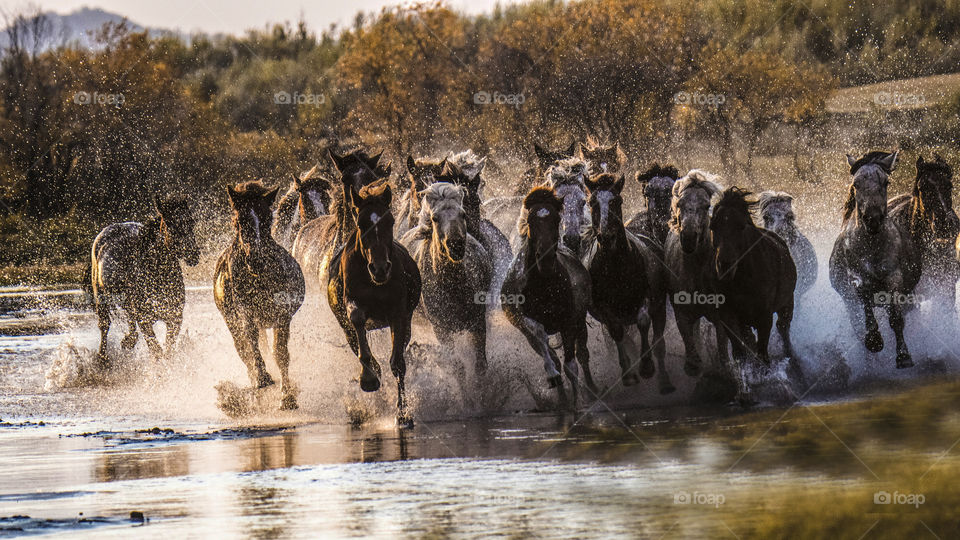 horses running in the river