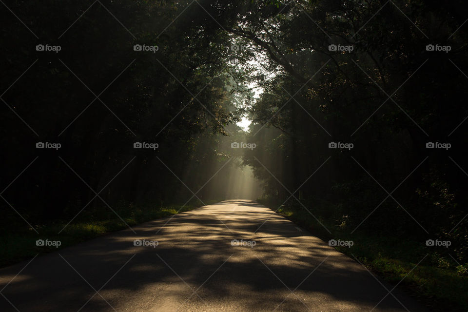 Sunlight falling on street in forest