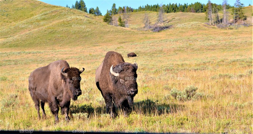 Bisons in Yellowstone park 