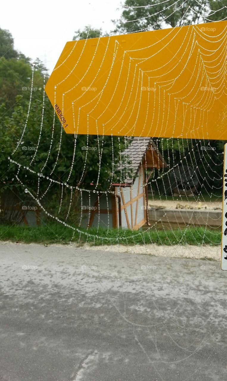 watery web