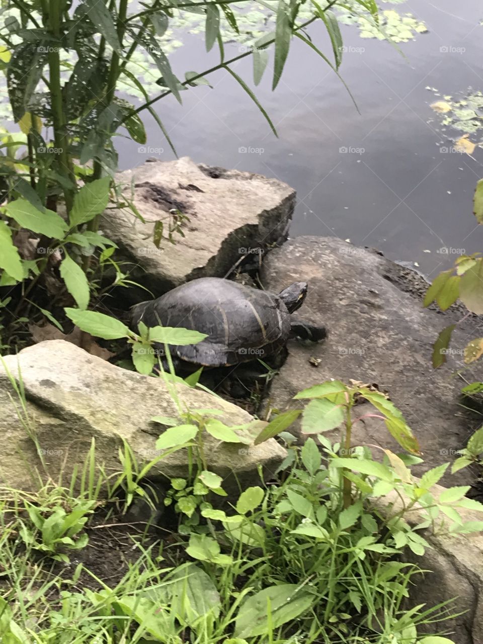 Little turtle friend 