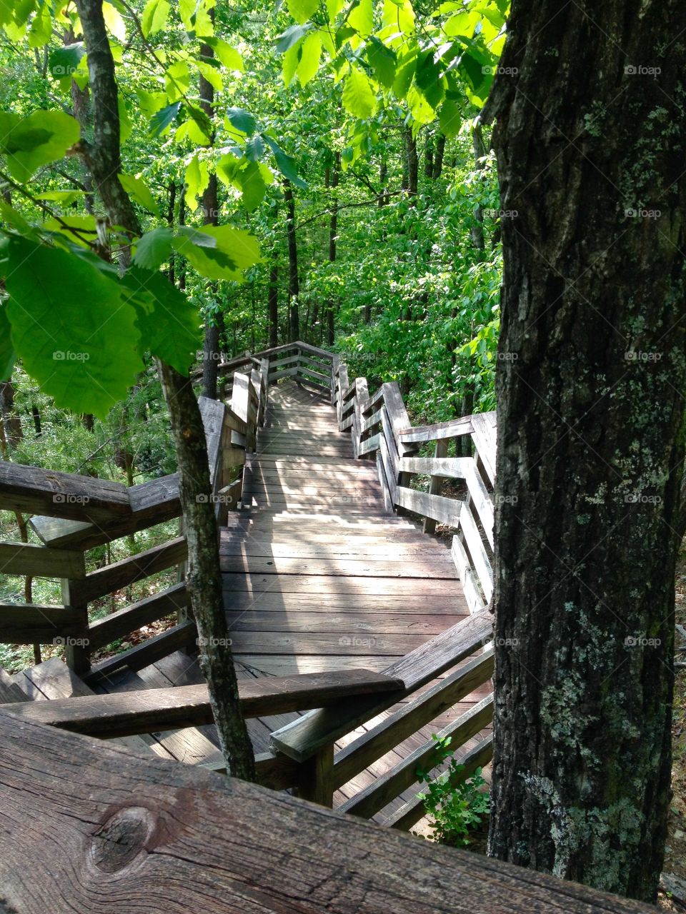 Boardwalk into the Forest