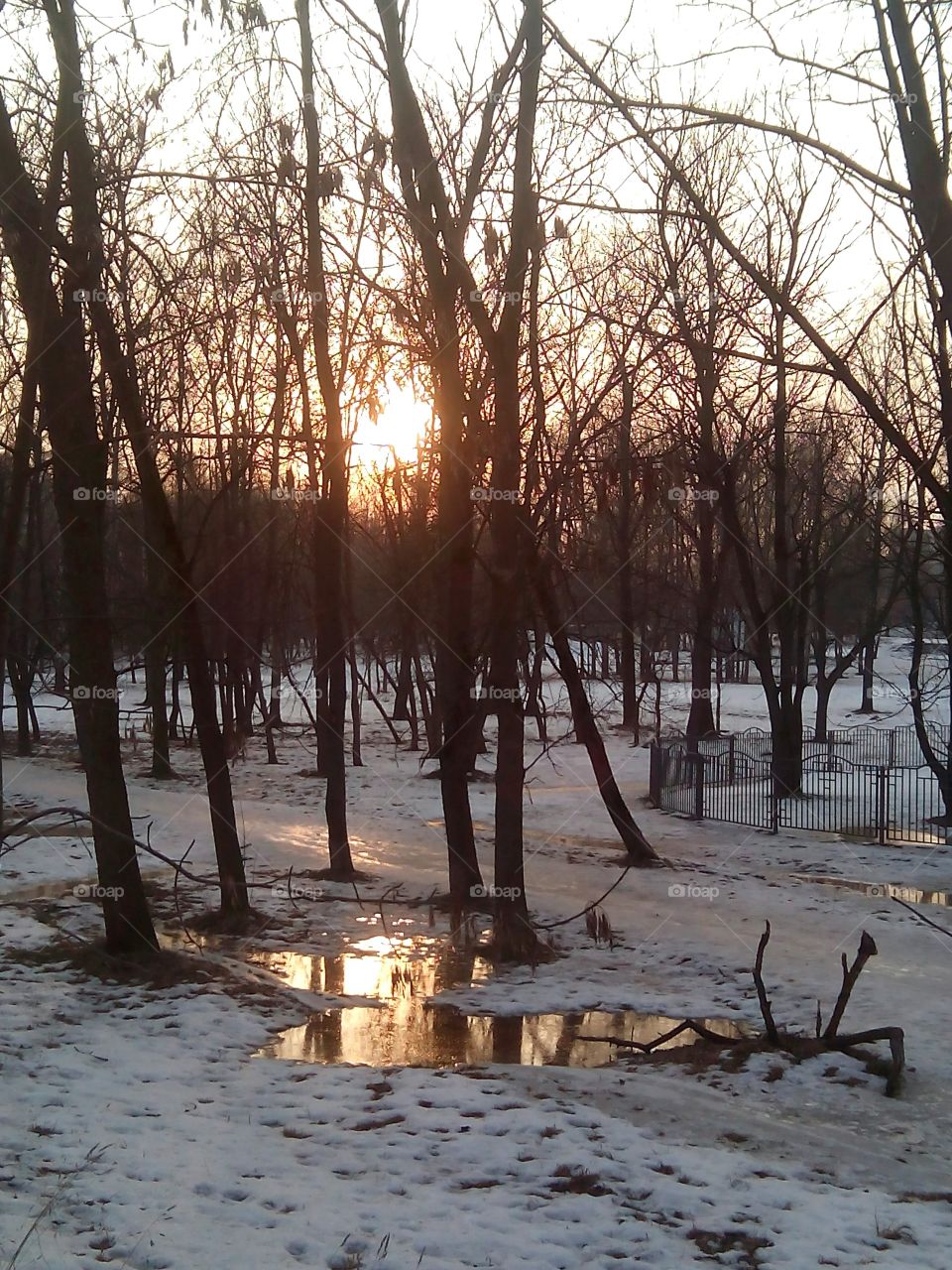 Tree, Winter, Wood, Nature, No Person