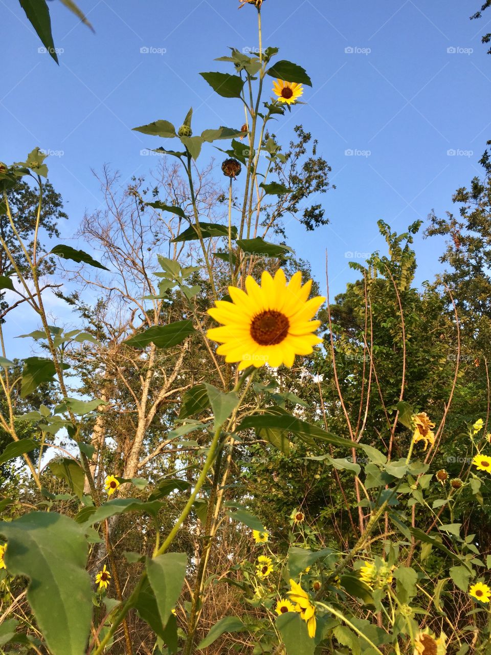 Bright sunflowers 
