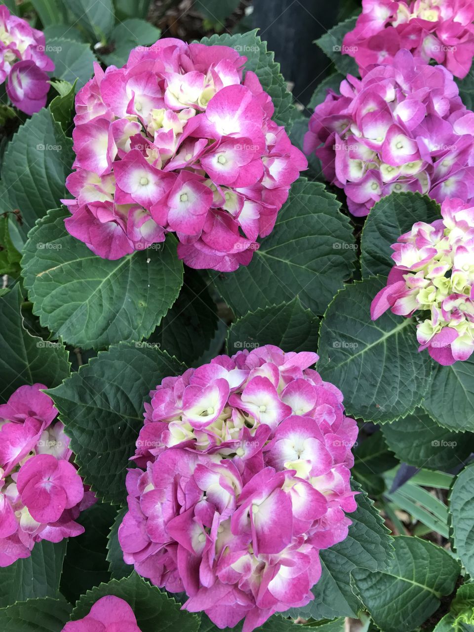 Hydrangea, up close and personal 