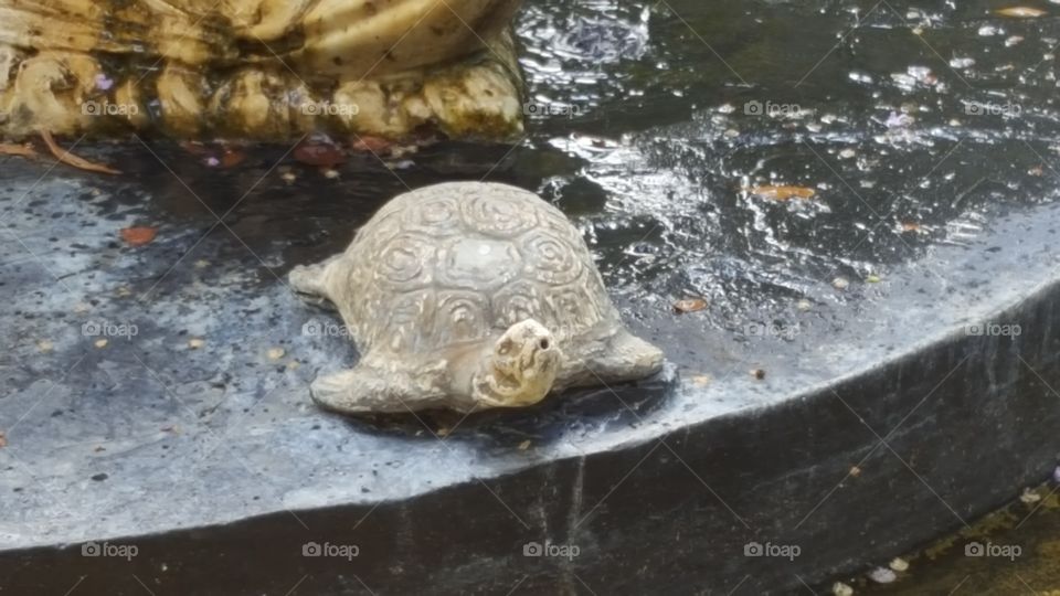 Turtle carving