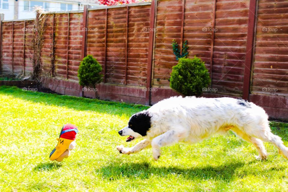 Biscuit the collie spaniel cross. 