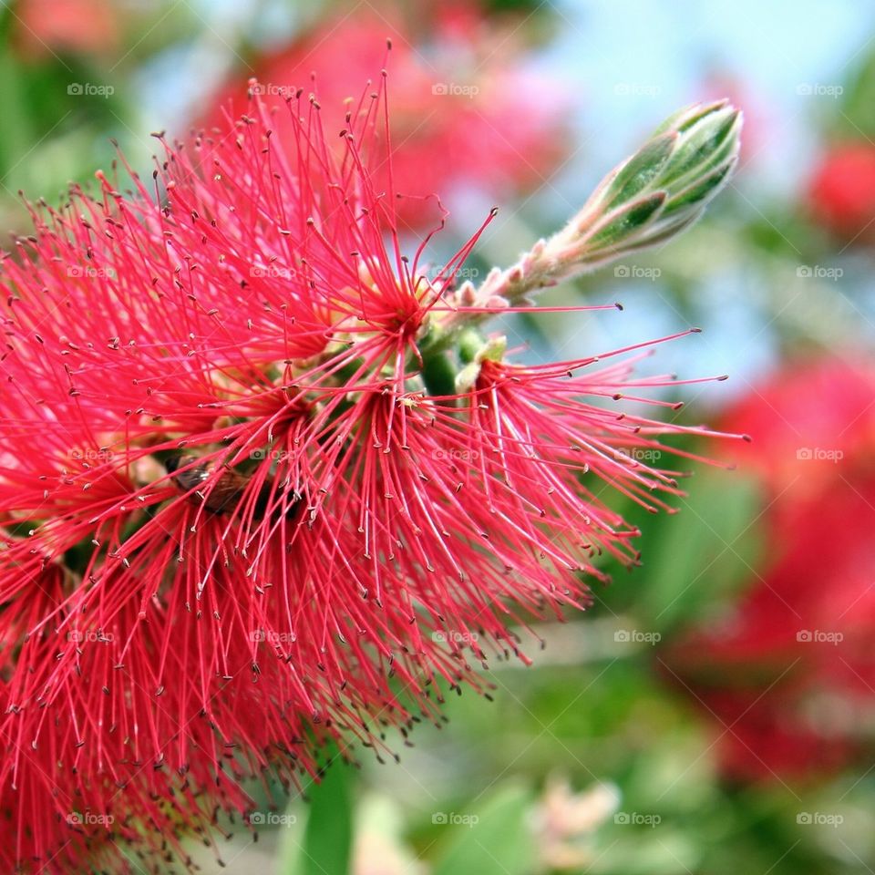 growing focus bud flower by ozoomia