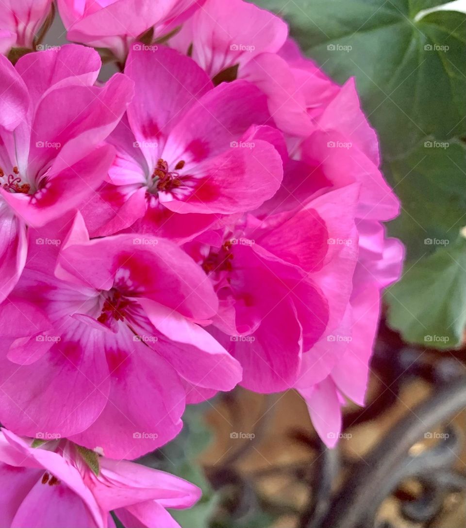 Pink blossoms 