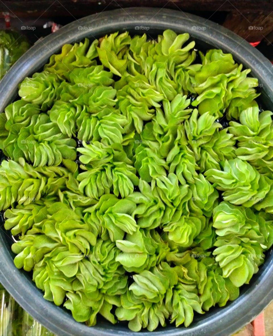 Japanese Duckweed for sale.