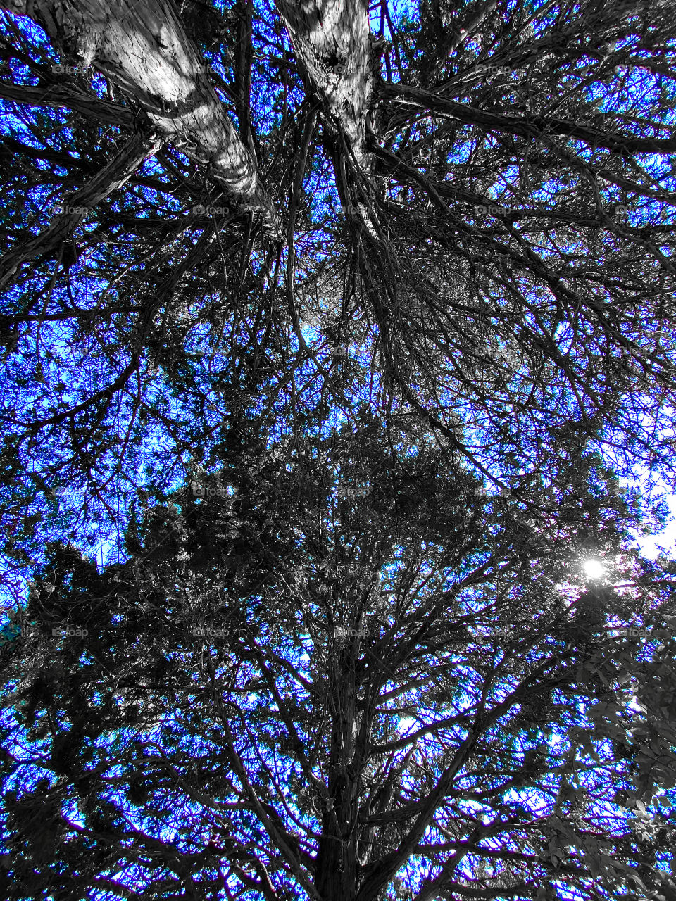 Tree convergence 2 (sky blue isolated)