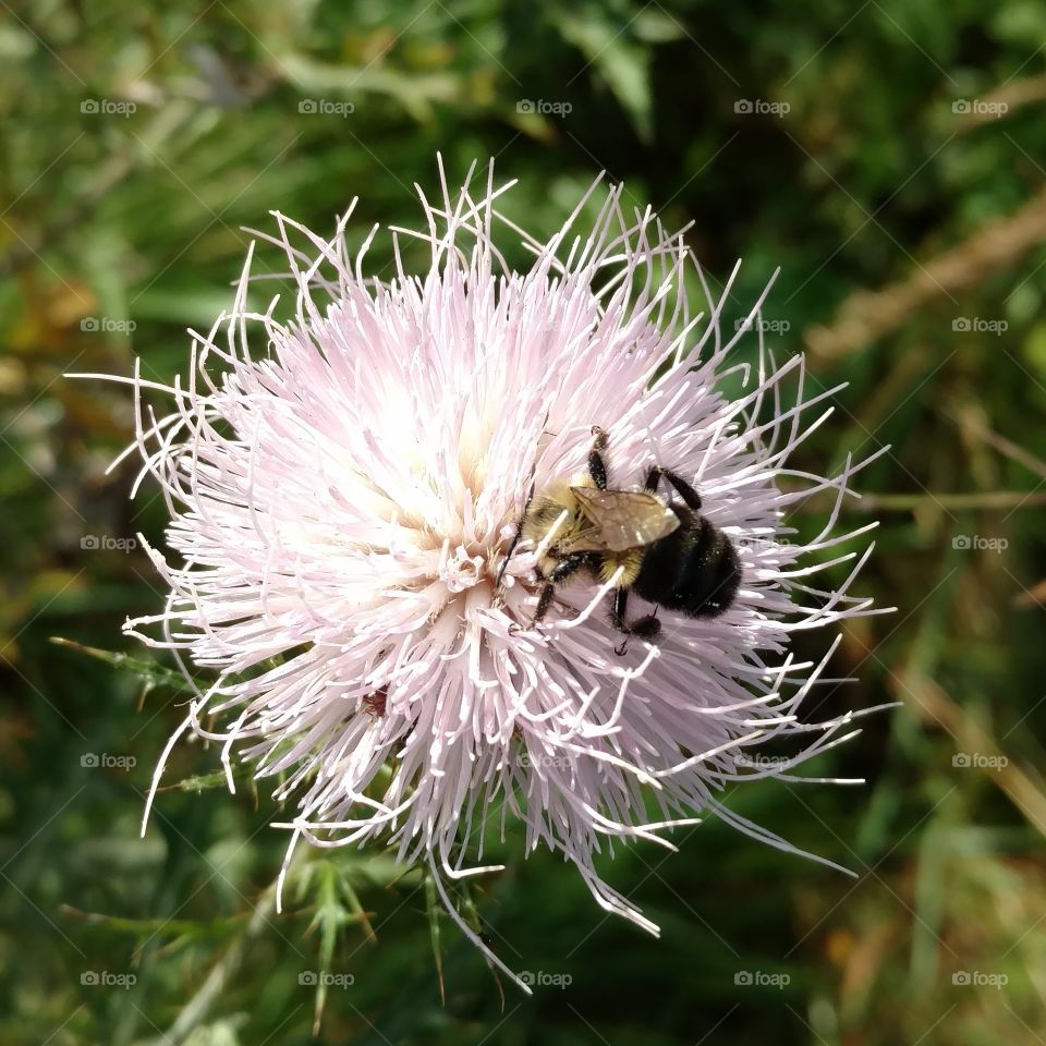 Pollination