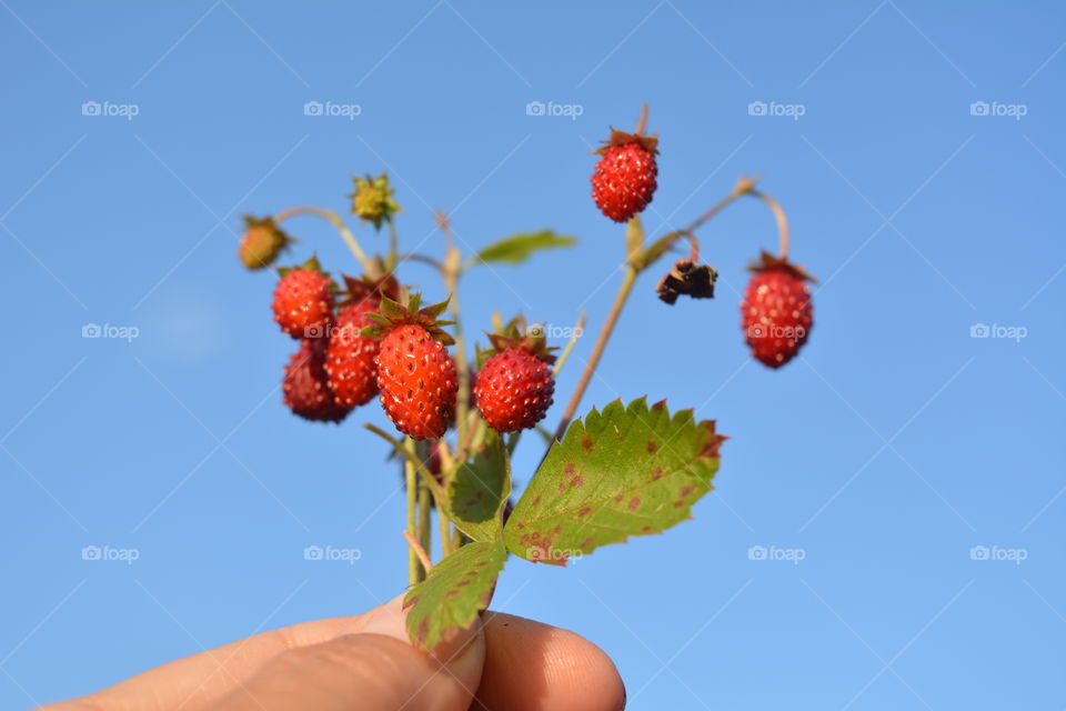 wild strawberries in the hand blue sky background tasty healthy summer food