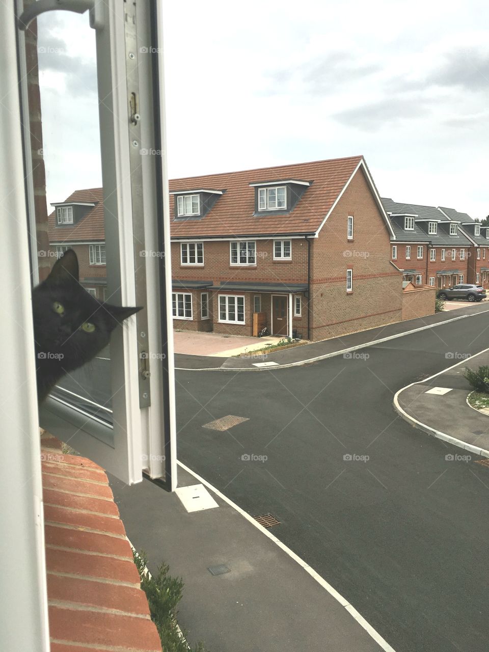 black kitten leaning out window