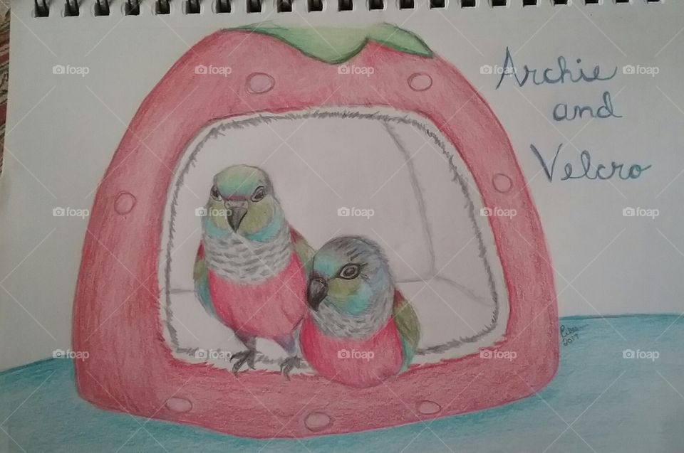 conure drawing