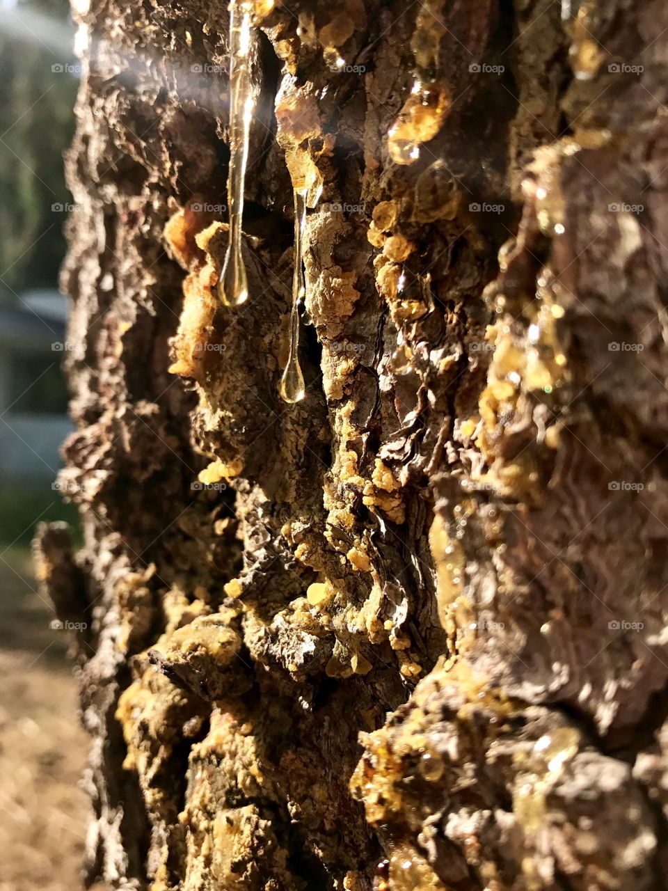 The trees are crying too