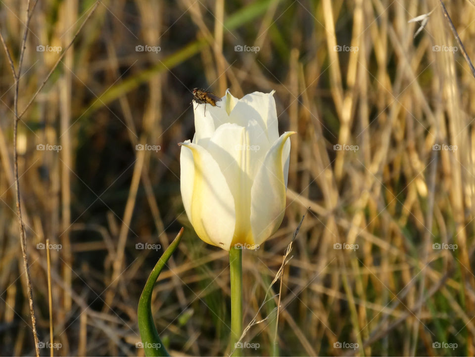 Wild tulip