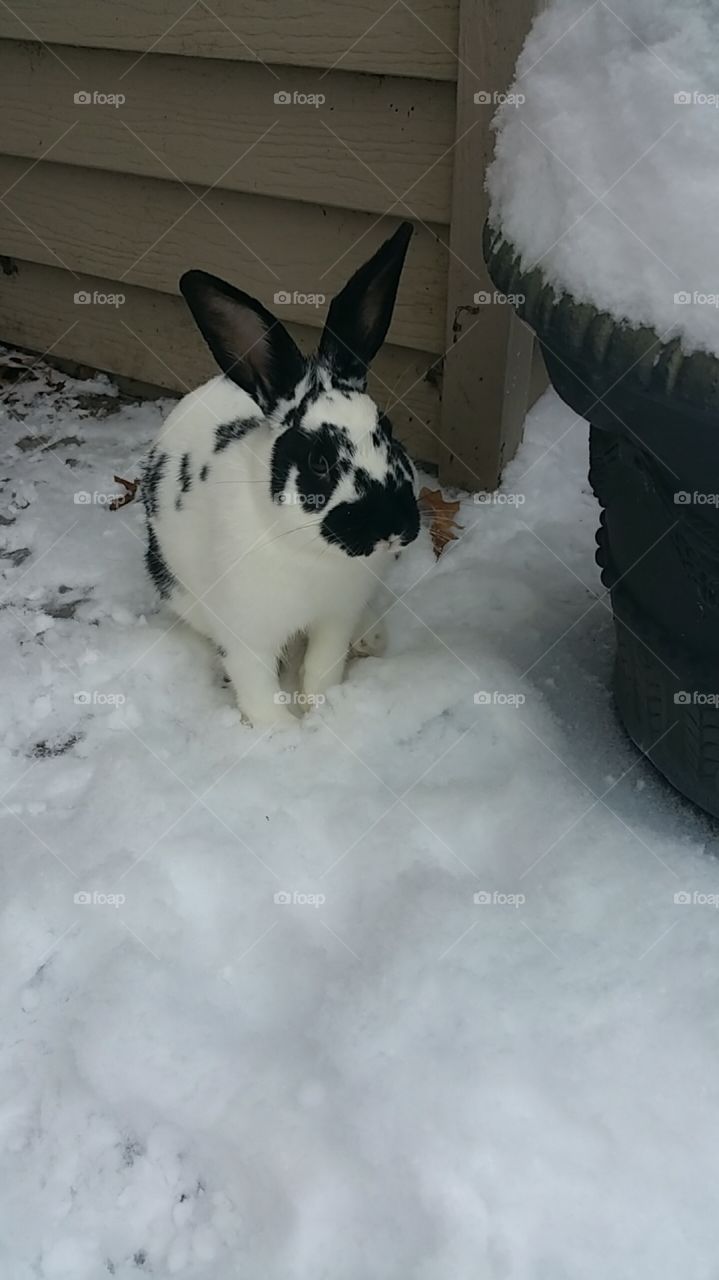 bunny enjoying the snow!
