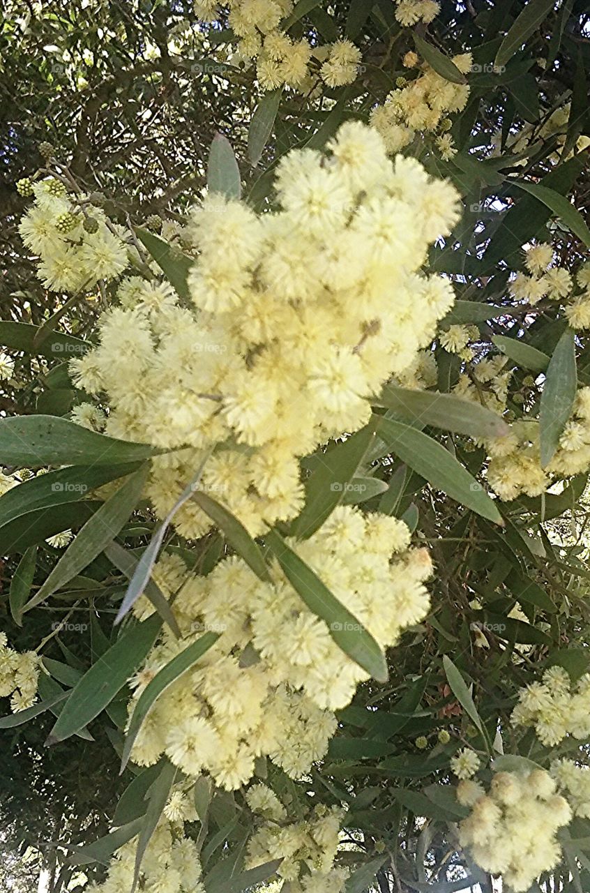 blooming tree