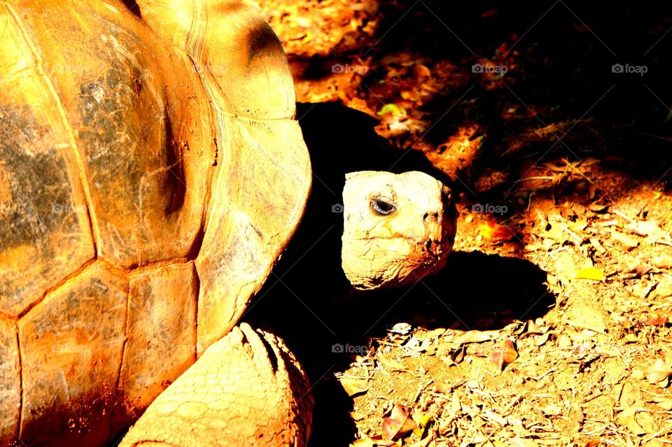 One foot in the grave. Taken at Paphos zoo Cyprus 