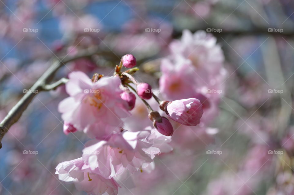 pink tree flower 2. weeping cherry tree