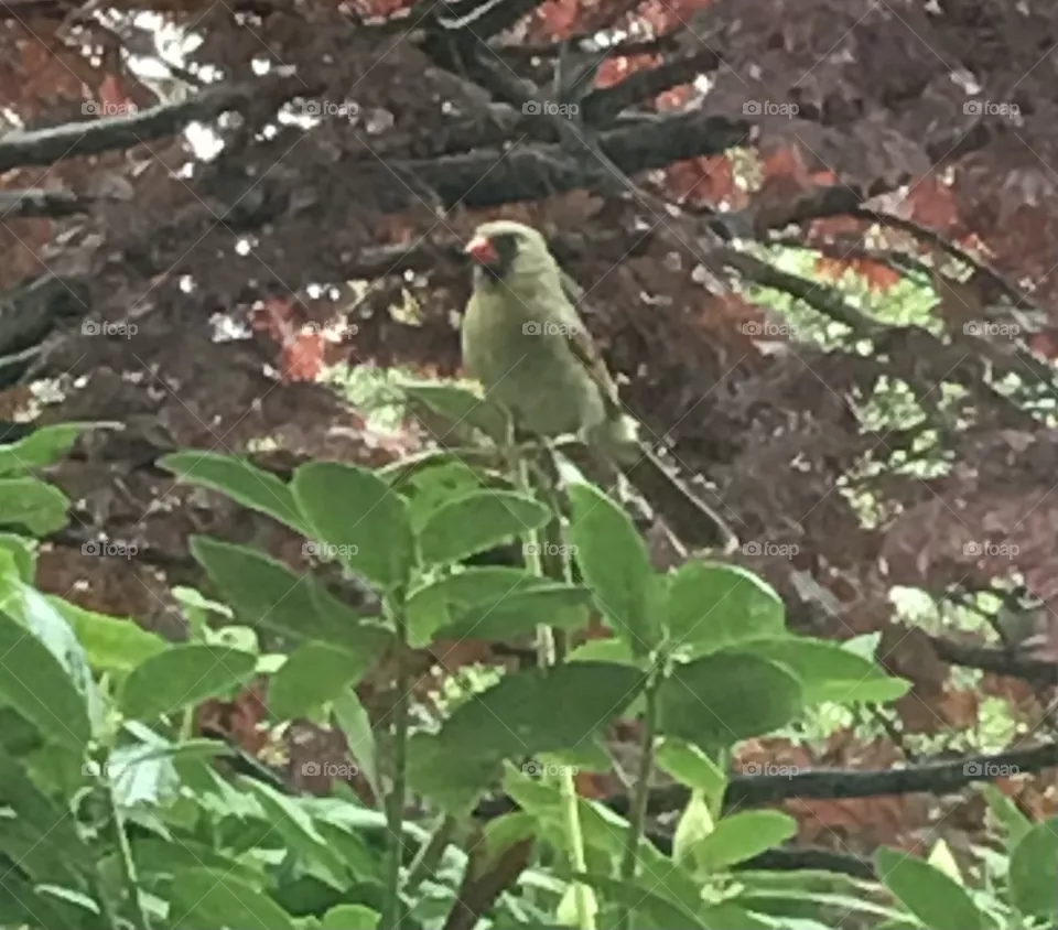 Female Cardinal 