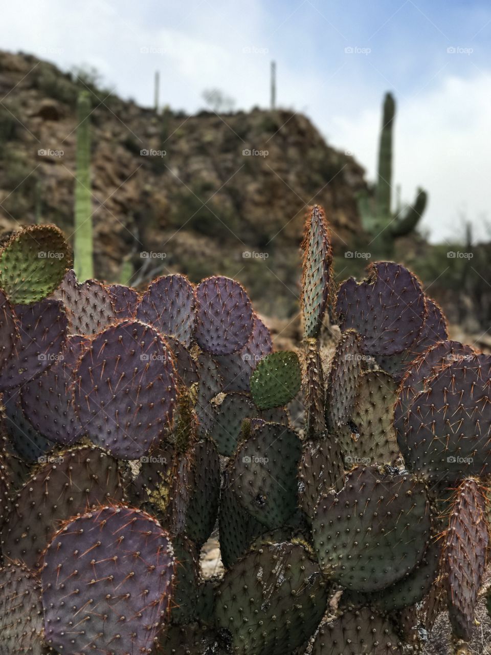 Nature - Cactus 