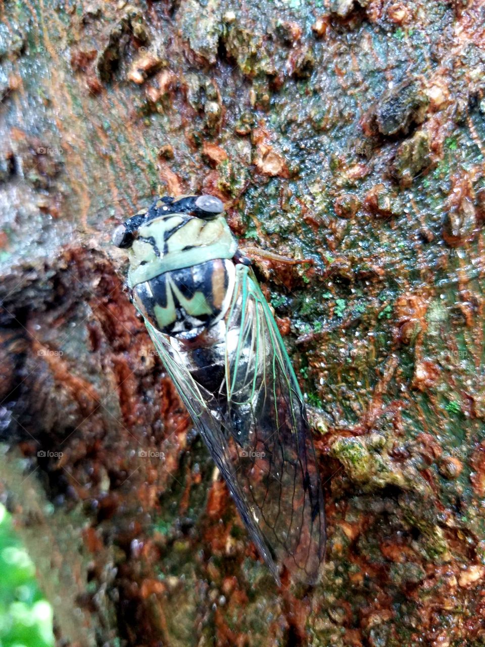 Cicada Close up