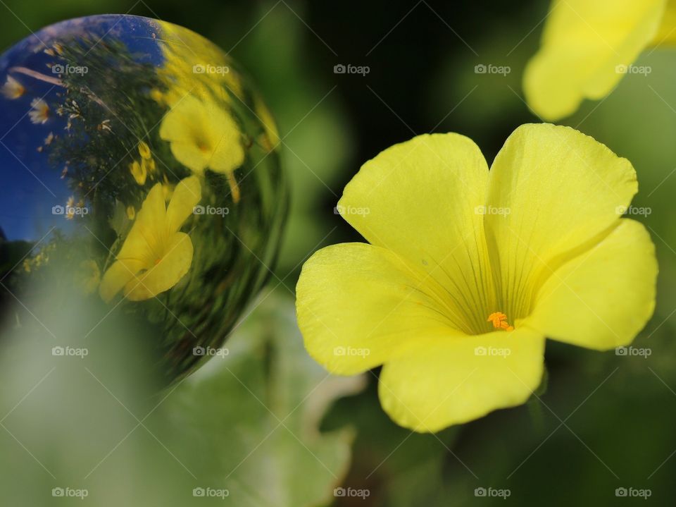 Macro oxalis pes-caprae with reflection 