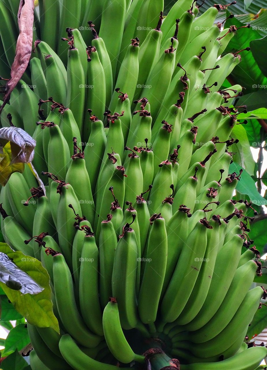 Wild Banana Bunch. Green Bananas Growing In A Bunch On A Tree
