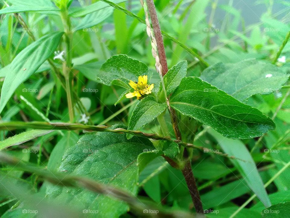 Unique and tiny flower.